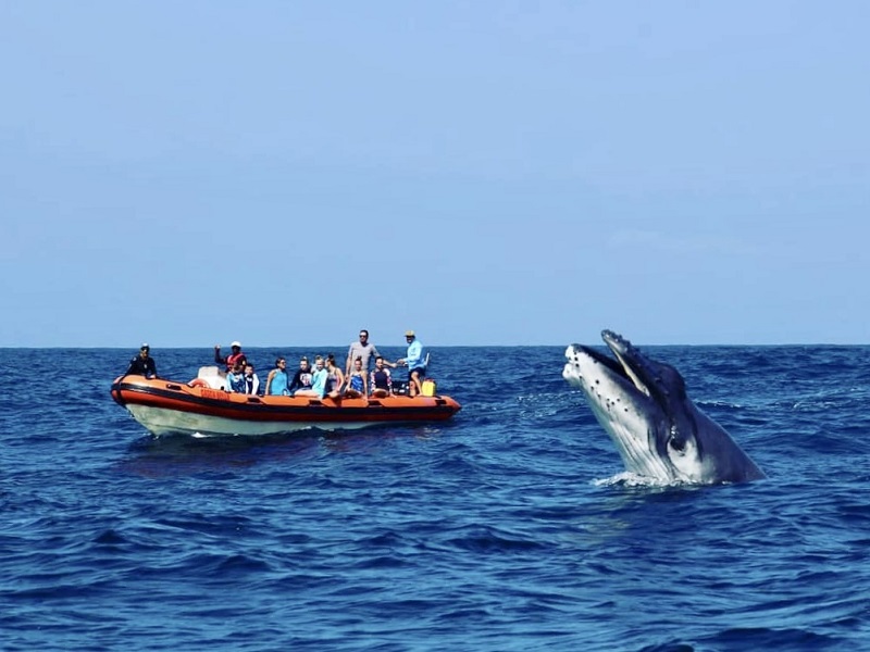 Whale watching with Peri Peri dive charters